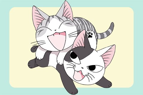 今日のこねこのチー